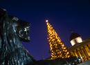 London-Christmas-tree-trafalgar-square-180-130