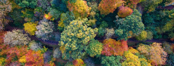 Autumn trees in Scotland craig bradford unsplash 600x230