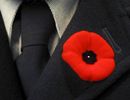 poppies_Nov_11